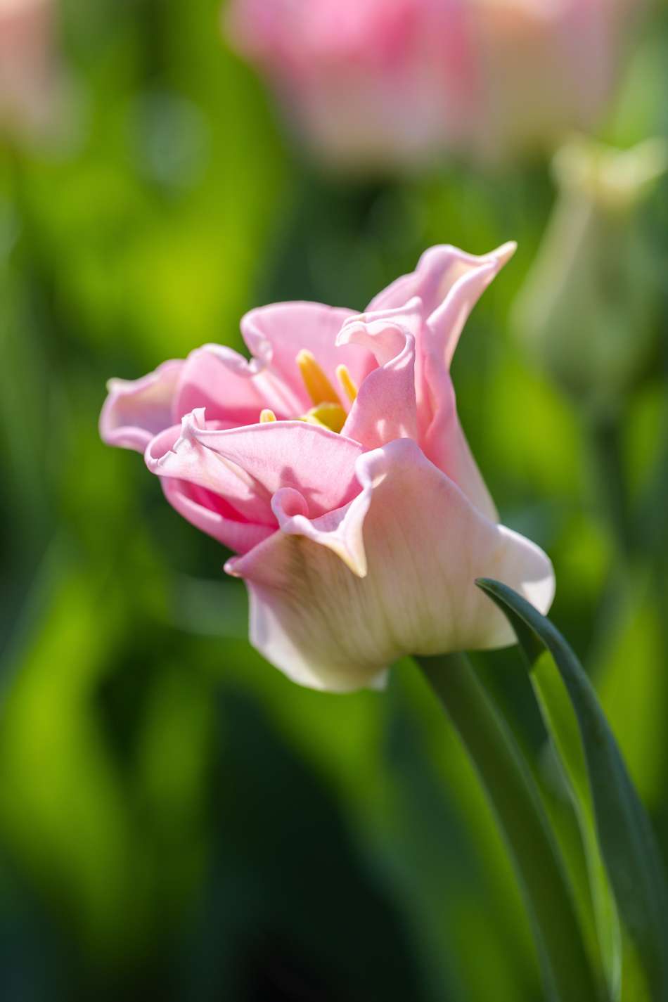 Tulpanen 'Crown of Dynasty'